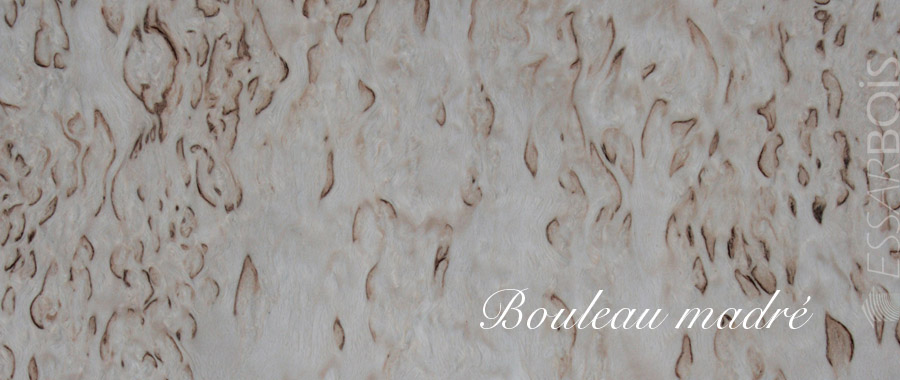 Bouleau madre