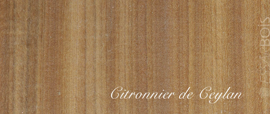 Citronnier de Ceylan