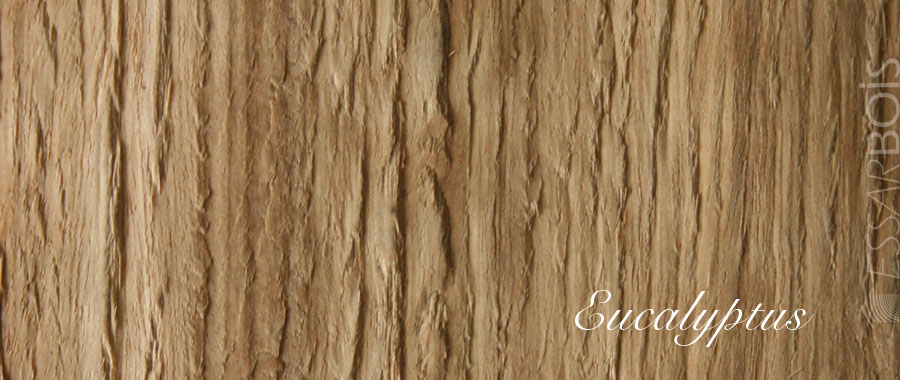Essence de bois  eucalyptus  exotique  Essarbois