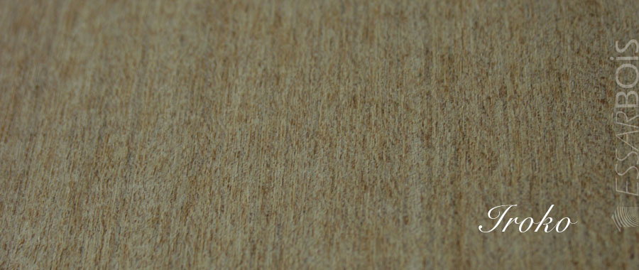 Iroko