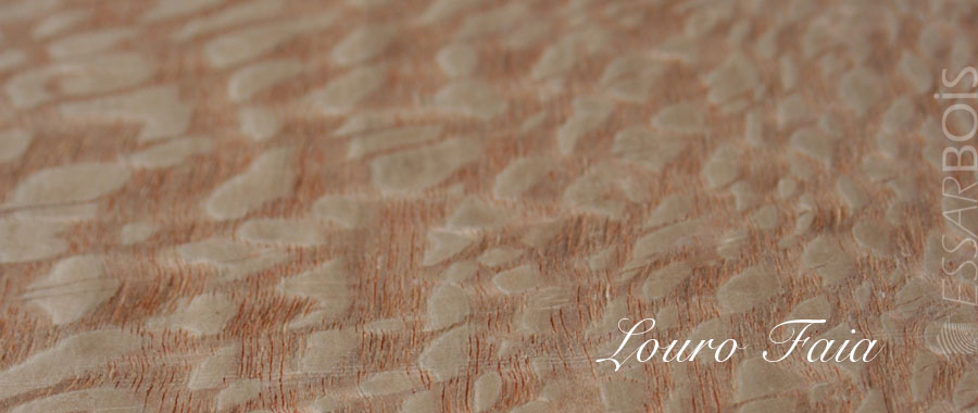 Louro faïa