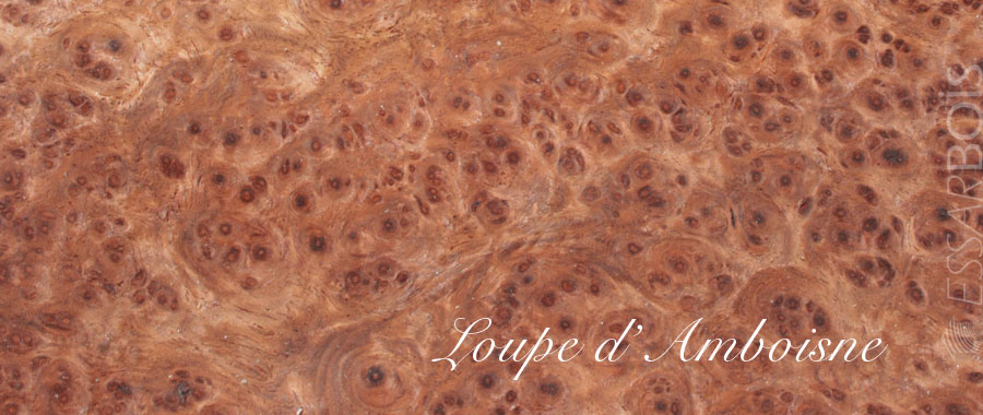 Loupe d'amboisne