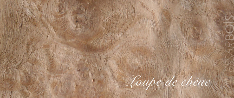 Loupe de chêne