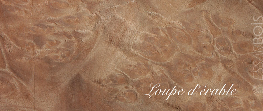 Loupe d'érable