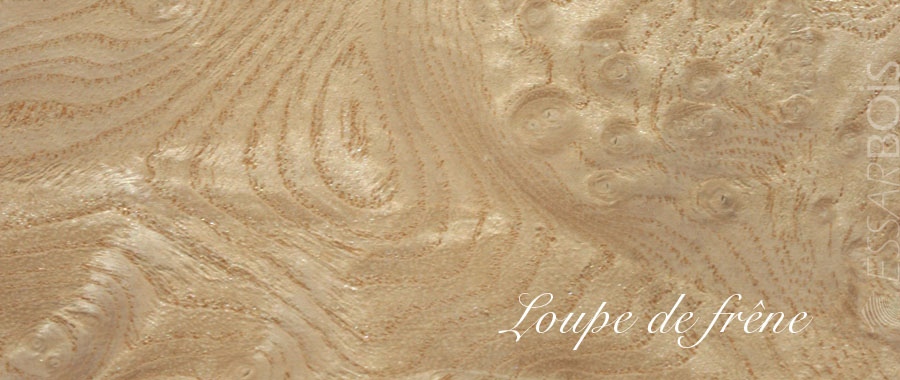 Loupe de frêne