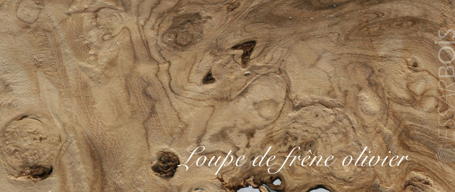 Loupe de frêne olivier