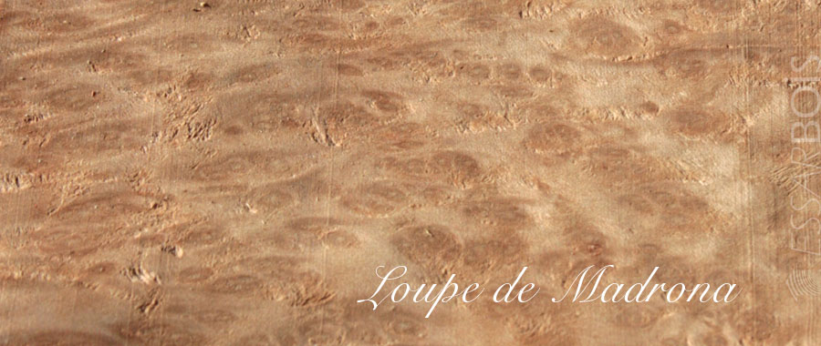 Loupe de madrona