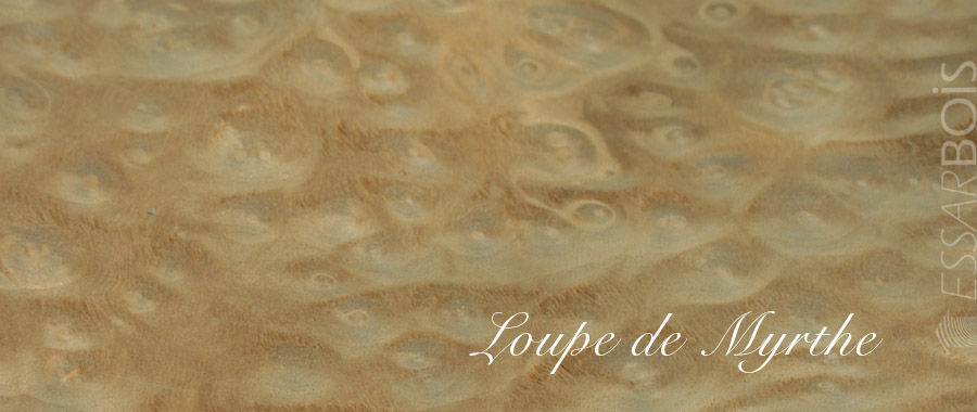 Loupe de myrthe