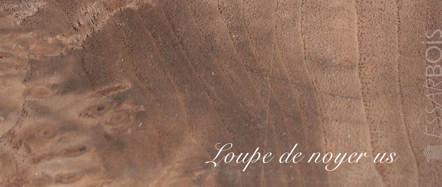 Loupe de noyer us