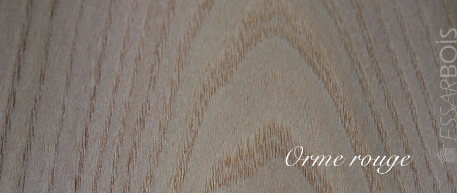 Orme rouge us