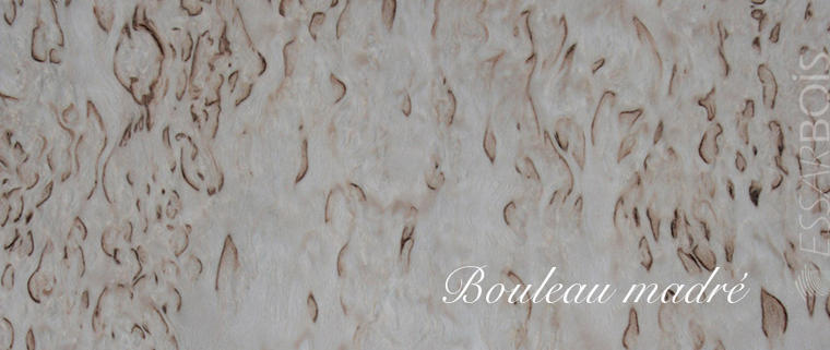 Bouleau madre
