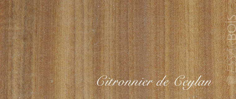 Citronnier de Ceylan