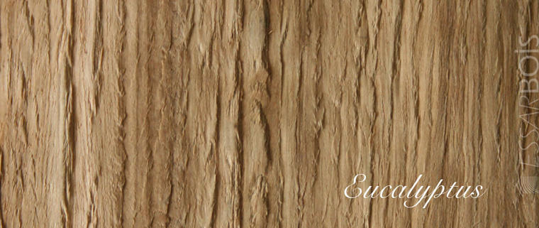 Eucalyptus