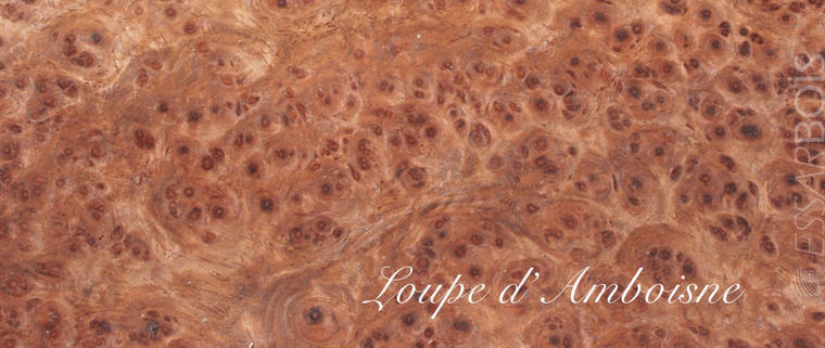 Loupe d'amboisne