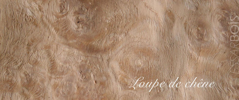 Loupe de chêne