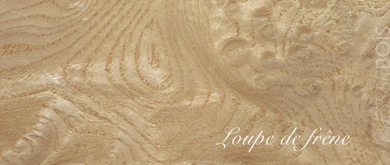 Loupe de frêne