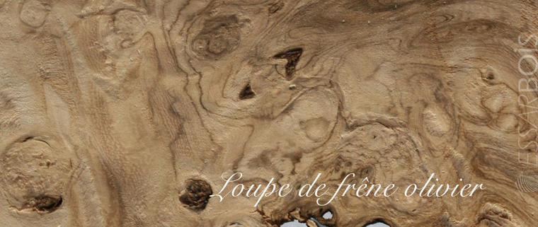 Loupe de frêne olivier