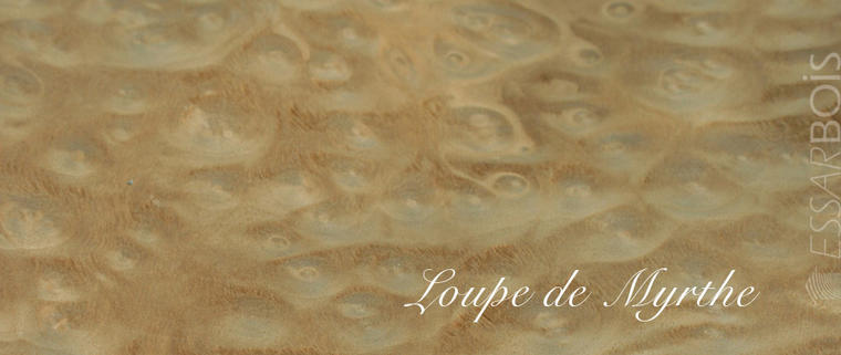 Loupe de myrthe