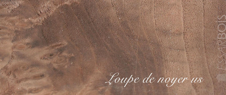 Loupe de noyer us