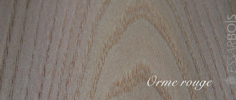 Orme rouge us