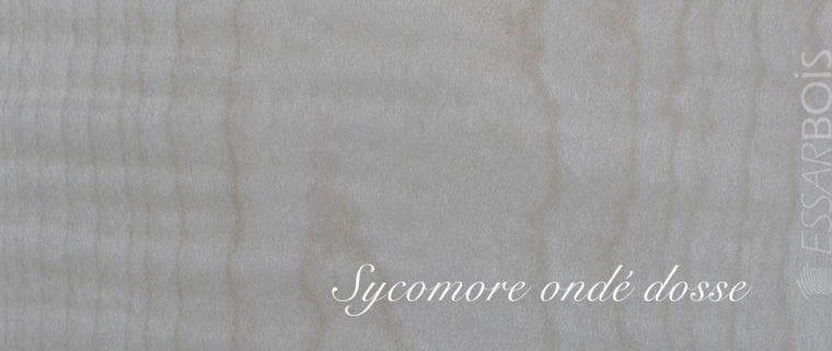 Sycomore ondé dosse